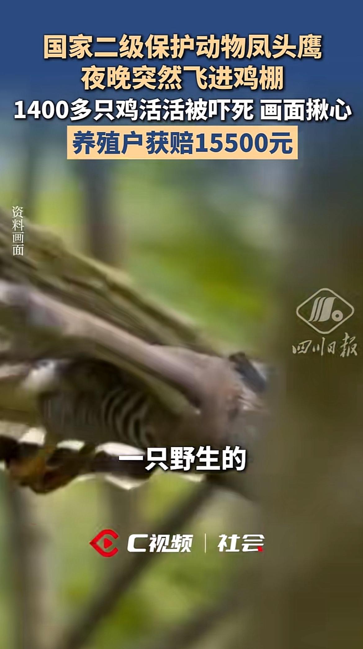 这事儿真的是开了眼界，谁能想到国家二级保护动物凤头鹰夜闯鸡棚，能把1400多只鸡