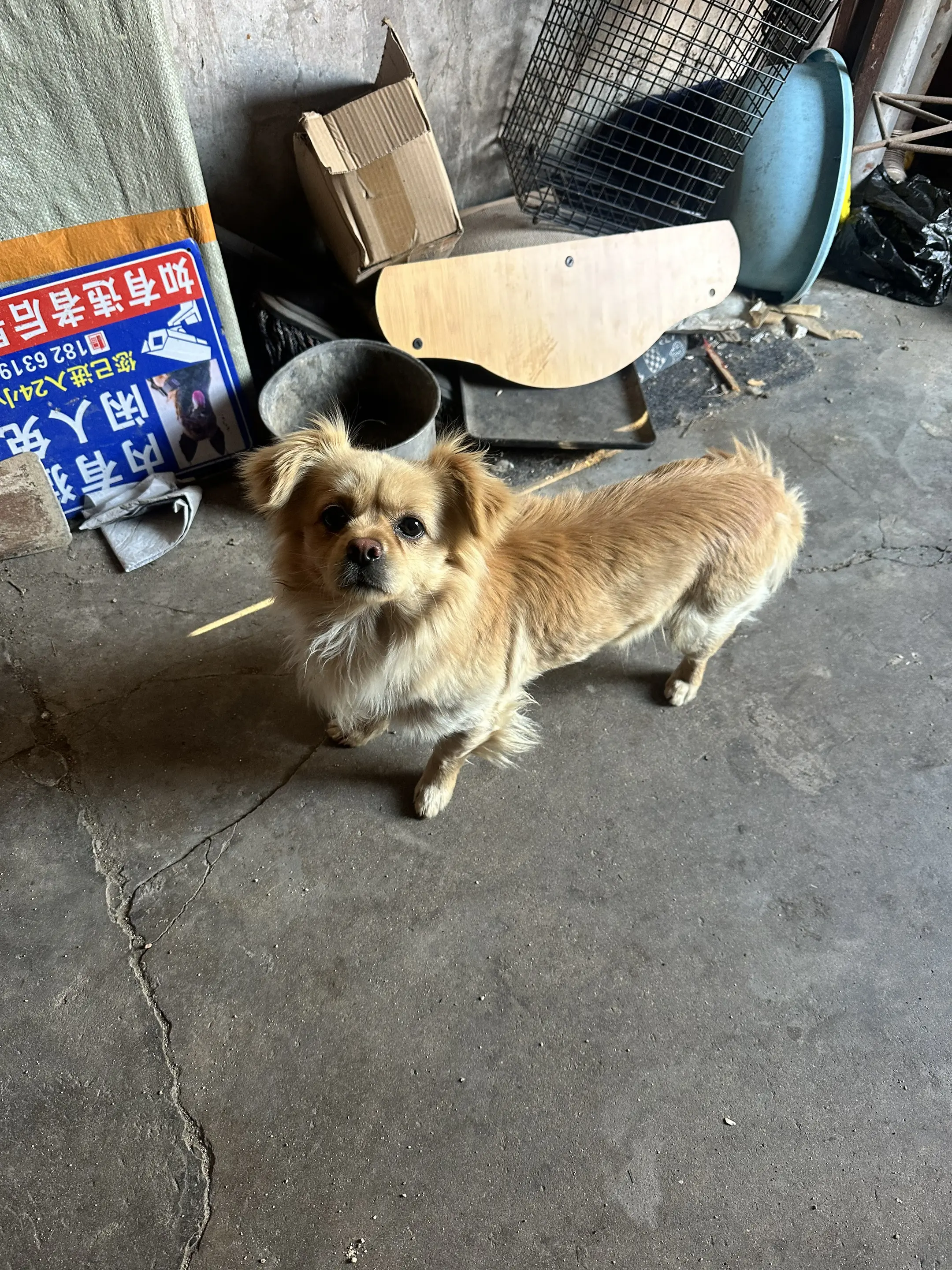 最新救助到的流浪小狗狗