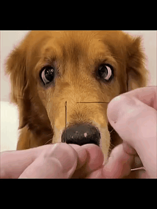 狗子全程紧盯主人穿针，主人捣鼓半天硬是穿不进去。狗子满脸嫌弃：就这？行不行