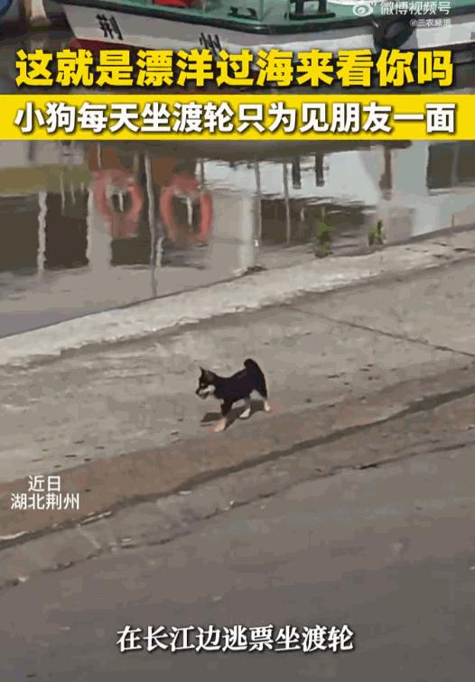 天下之大无奇不有！湖北荆州，一只小黑狗，为了能天天和长江对岸的“好哥们”相聚