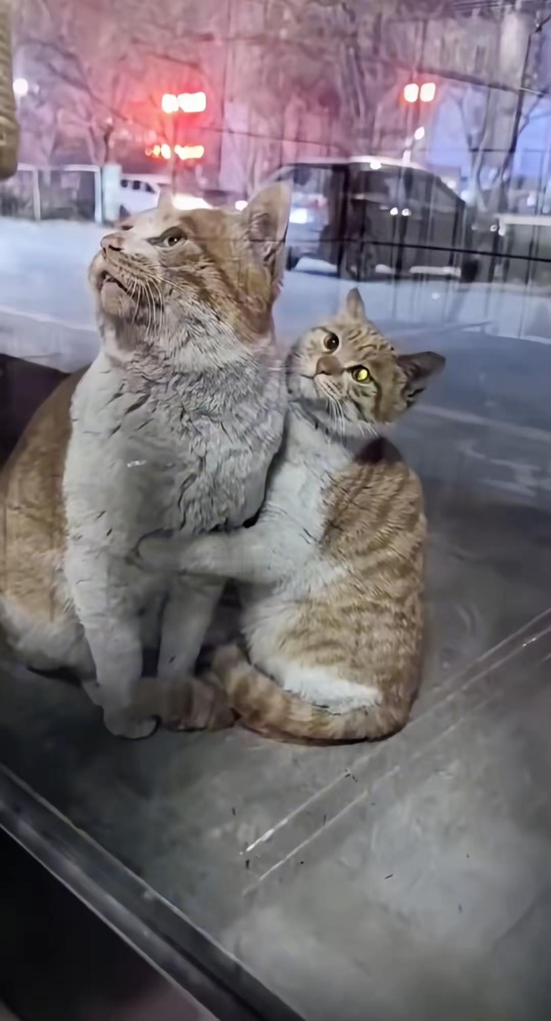 最近，也许是天气冷的原因，一对流浪猫母女在街头一商户的玻璃前停留。小猫紧紧抱着妈