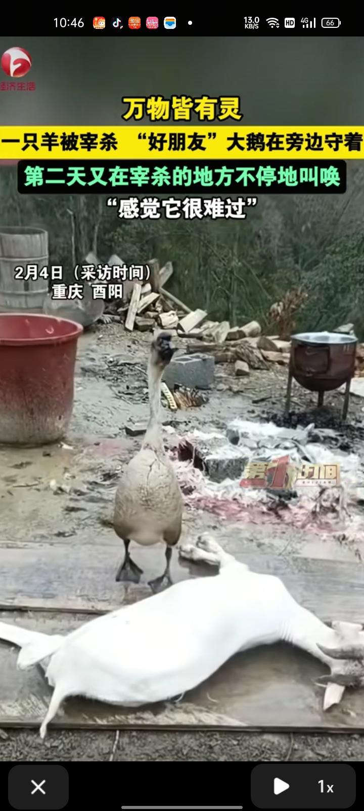 2月3日，重庆市酉阳县。女子发视频表示，这只鹅平时和一只羊天天在一块玩，那只羊被