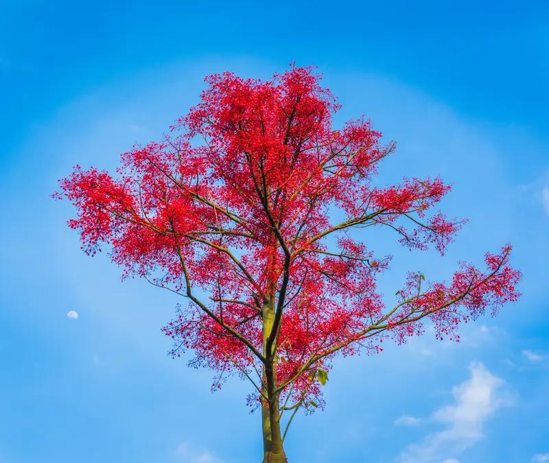 《沉默的荣耀》结局撒的这个“谎”，真的戳中我心。剧里很多情节都基于真实事件，像蔡