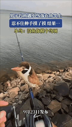 没鱼🐟你摸个鸟啊🐦‍⬛？[捂脸哭][捂脸哭][捂脸哭]