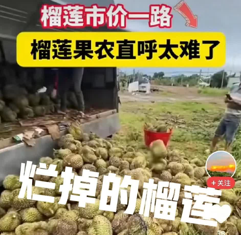 水果之王也要撑不住了，马上10块钱三斤了。果农说这么多年从来没有长今年这样，连续