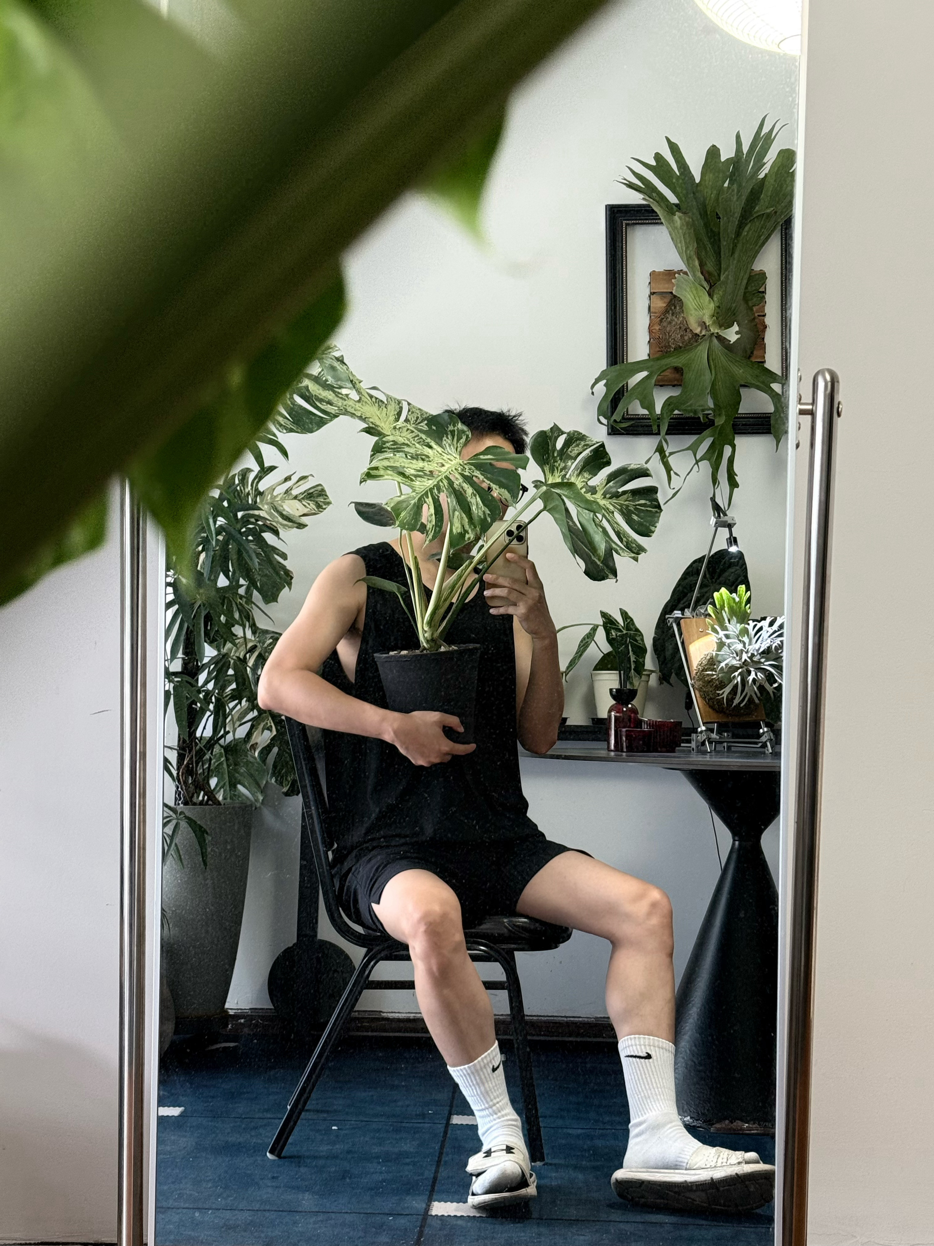 跟蒜头王八合影一棵妙蛙种子龟背竹​​​