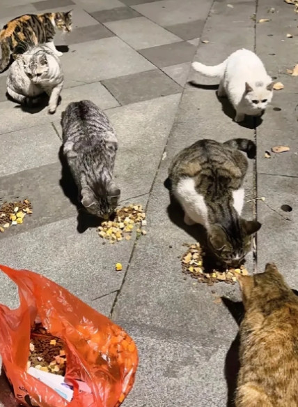物业来找我了，说我经常的拿食物，喂流浪的猫和狗