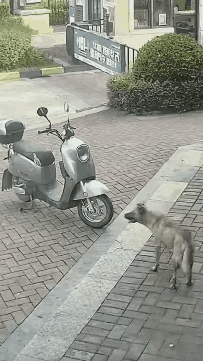 不懂就问，大哥应该是被吓到了。