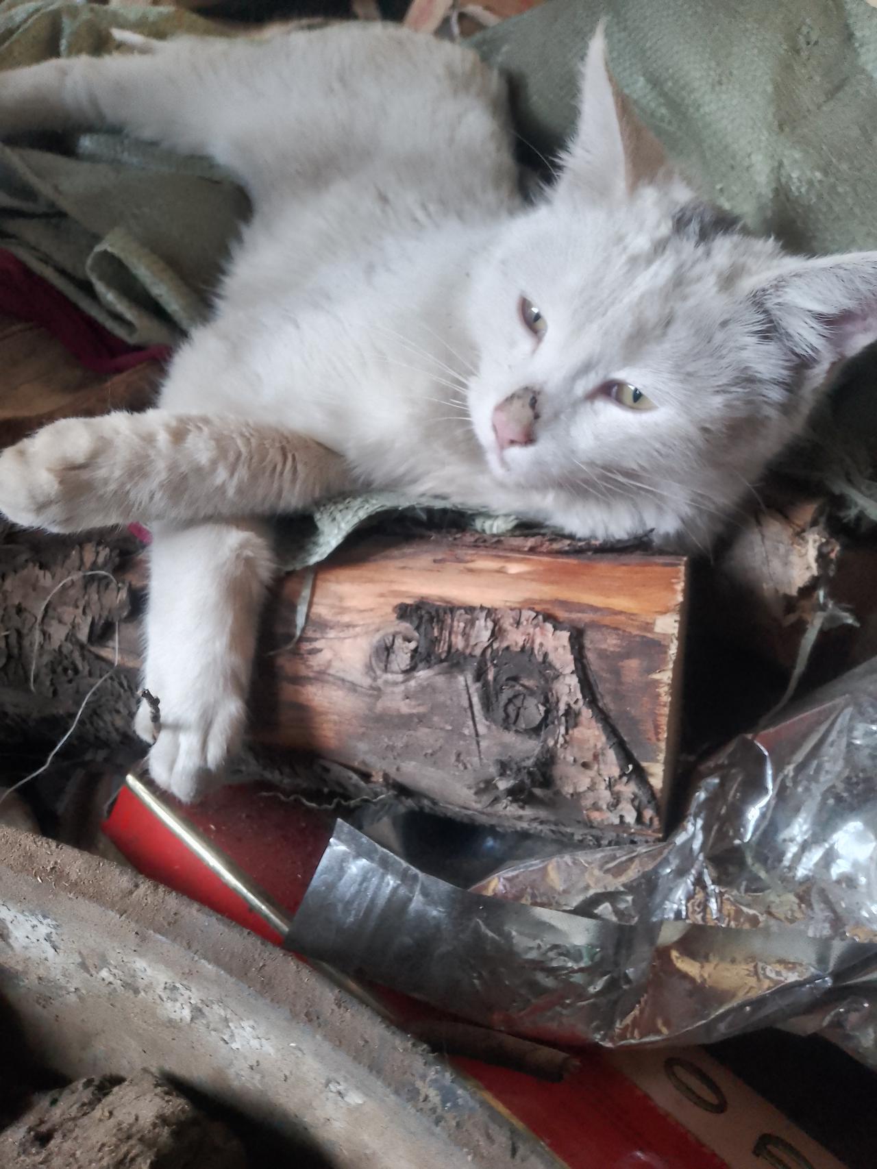 终于知道为什么有些打都打不跑的人。像这个白色流浪猫。它流浪没有家，但是这里的人都