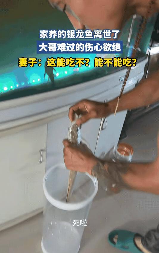 “笑不活了！”山东，一大哥养了3年多的银龙鱼死了，正在鱼缸前伤心难过的时候，妻子