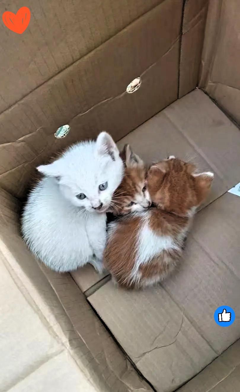 去客户家修暖气,刚进门就瞅见男主人端着纸箱子要往外走,我随口夸了句“这小猫也太萌