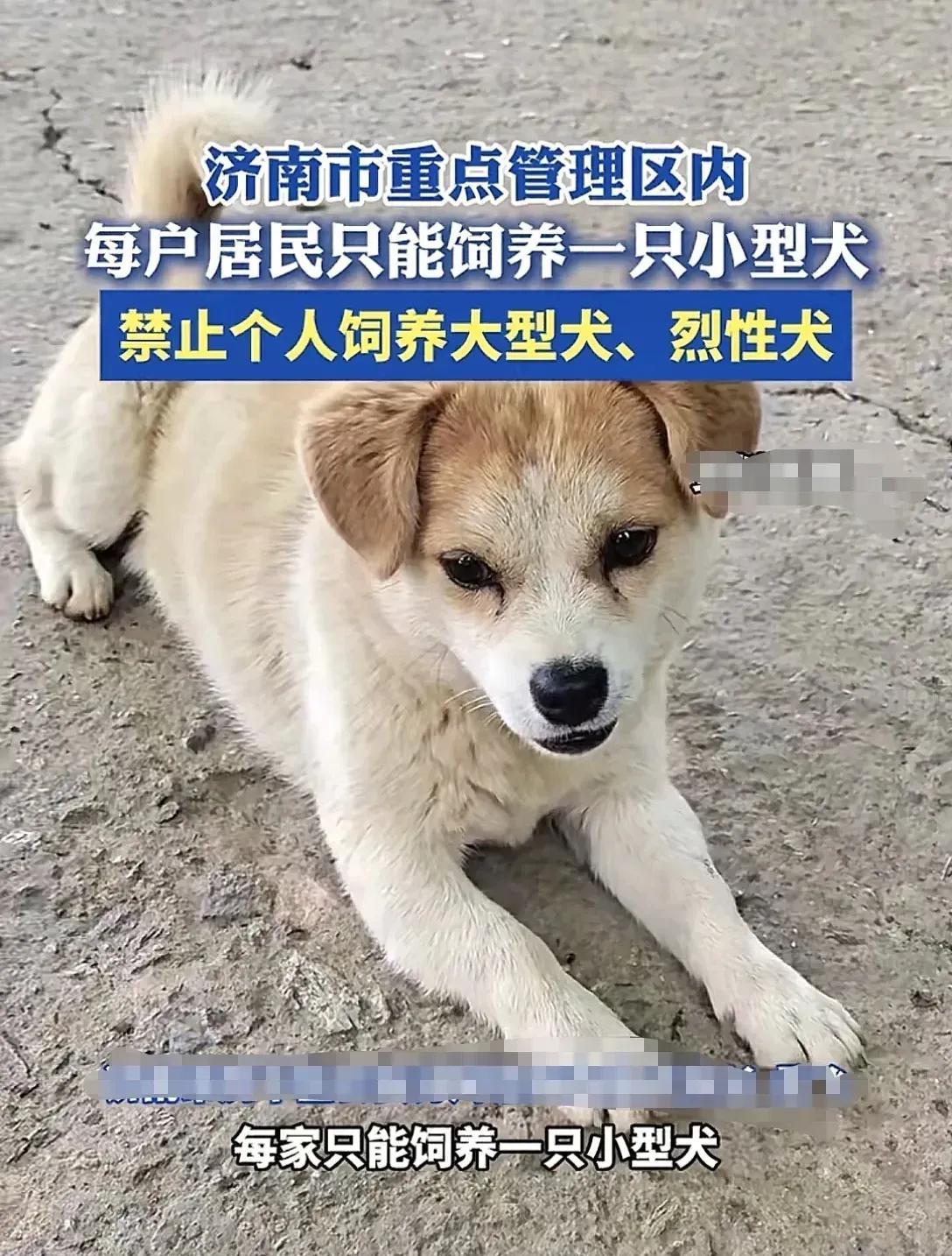 一夜间，济南养狗人的天塌了，大于40斤的狗都不让养了。最近济南发布规定，对重点