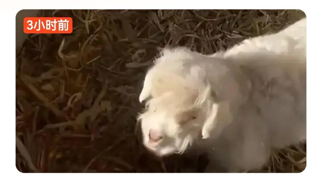装死躲过一劫？10天小羊一碰就倒身价飙至30万，主人不卖近日，宁夏平罗县一只