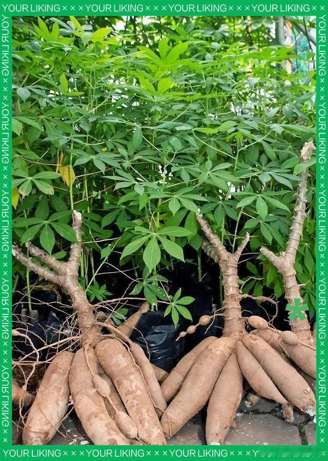 木薯糖水中毒原来这个就是木薯