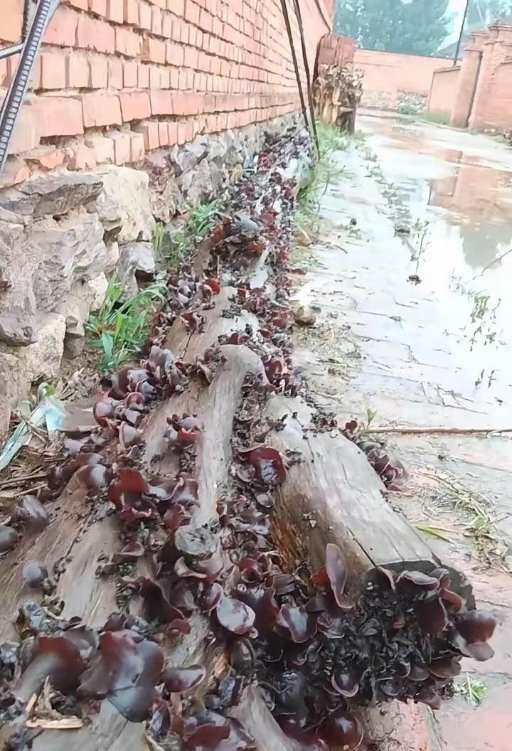 这一根老榆木，算不算是来报恩的！