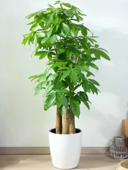 🌿发财树养死3次后总结！保姆级攻略让它狂长新叶爆盆