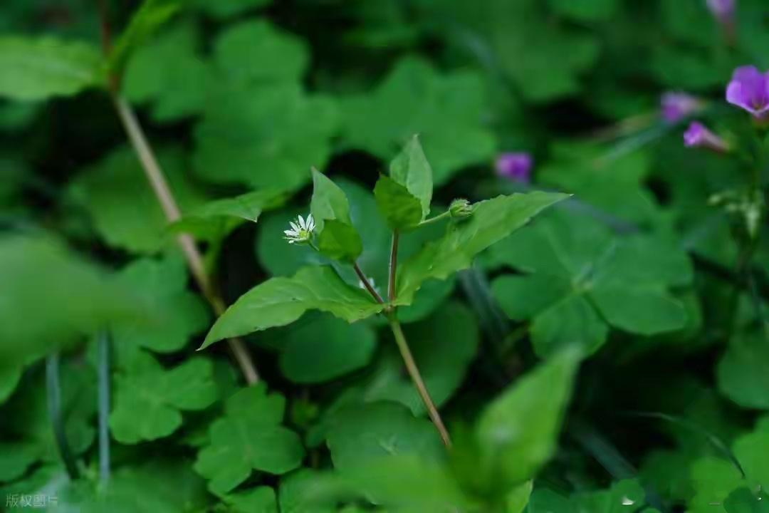 鸡血藤临床验案很有参考价值，体现了中医
