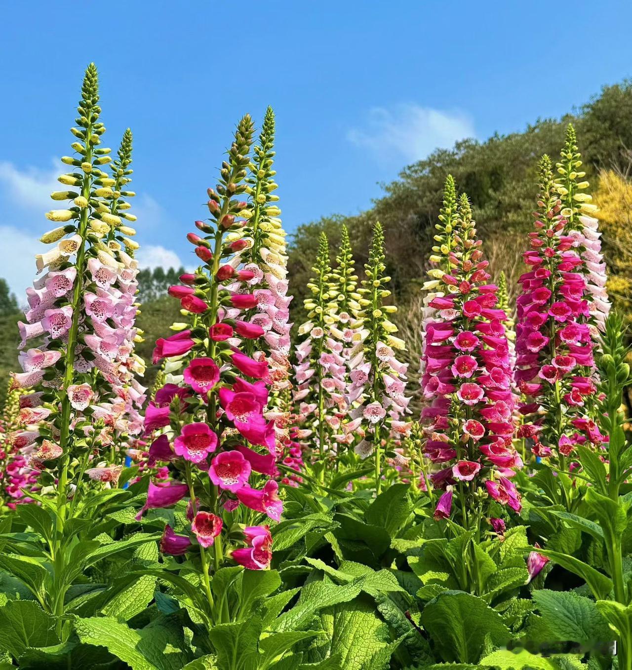 国家传染病医学中心主任张文宏教授说：“决定寿命的不一定是基因，生活方式也很重要。