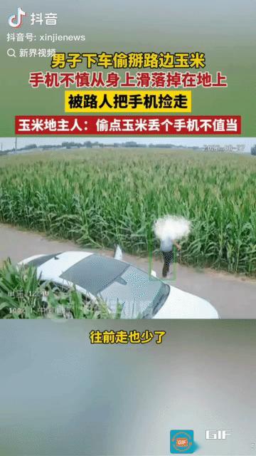 “亏大发了！”河北邯郸，男子开车经过一块玉米地，下车偷掰了七八个玉米后，迅速上车
