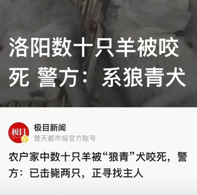 “200斤的羊被咬死！太可怕了！”，河南洛阳，发生一起骇人听闻的案件。村民郭先生