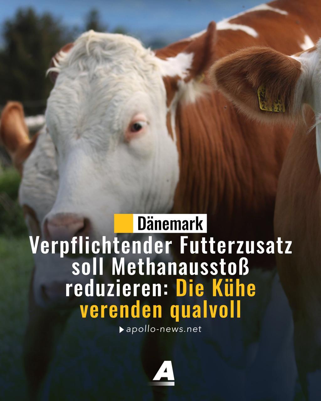 丹麦奶农告急！他们的奶牛大批大批生病、死亡。觉得不对劲的丹麦奶农们做实验对照