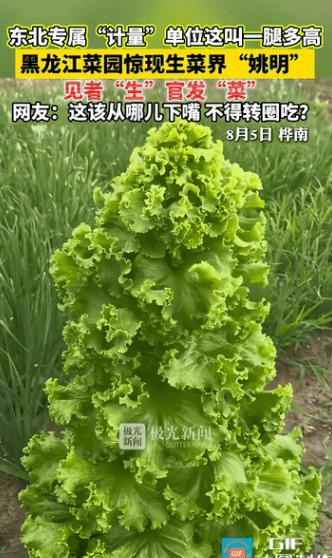 黑龙江，一男子在菜园里撒了把生菜种子，别的生菜都规规矩矩矮趴趴贴地生长，只有一颗