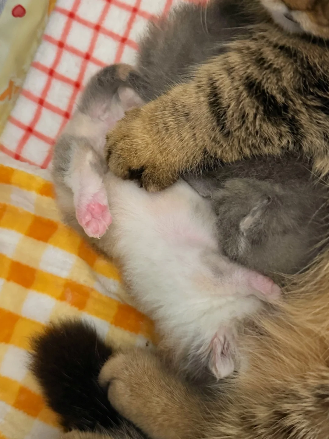 猫妈妈给宝宝按肚子～