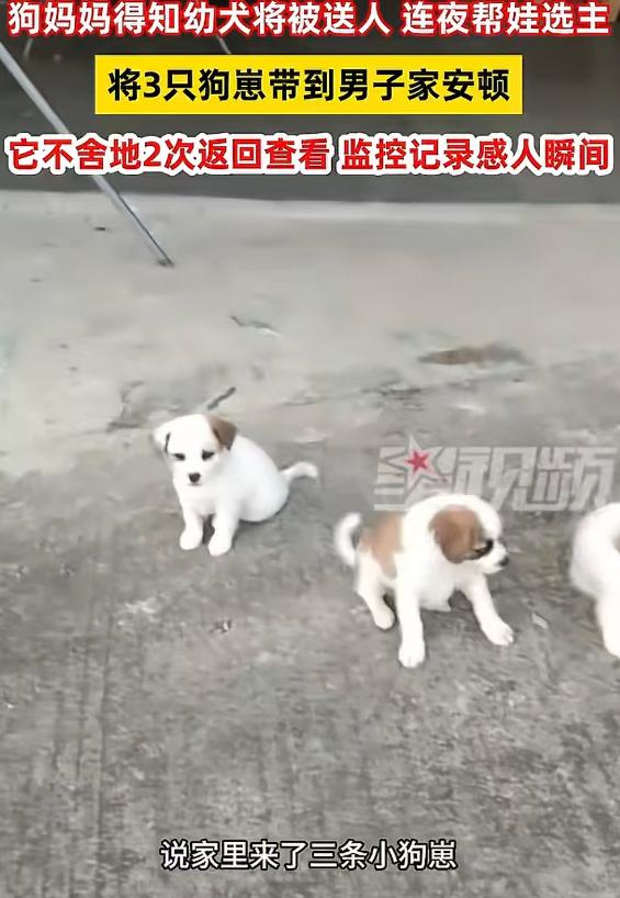 科学也解释不清了！广东揭阳，男子接到母亲电话，家里多了三个小狗崽，本以为是母亲花