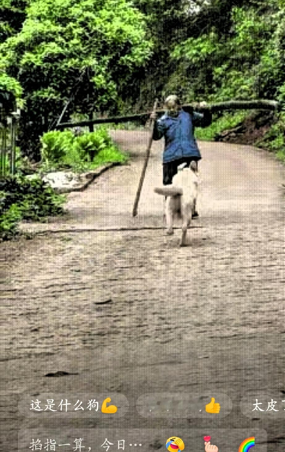 “成精了！”老人去山上扛了一根木头回来，要带回家当柴烧，狗子跟着小主人去迎接，当