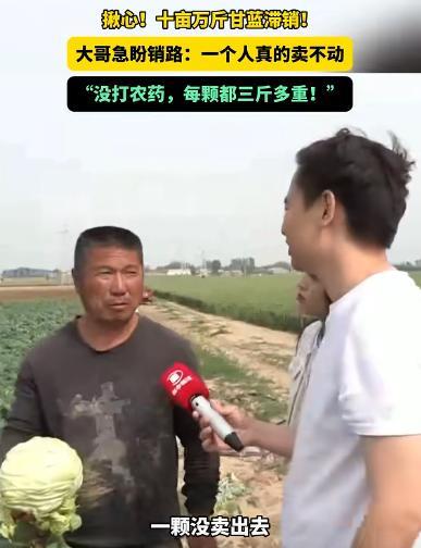 “差价被谁赚了？”4月25日，河南一农民大哥种10亩甘蓝，丰收之后却愁坏了，2毛