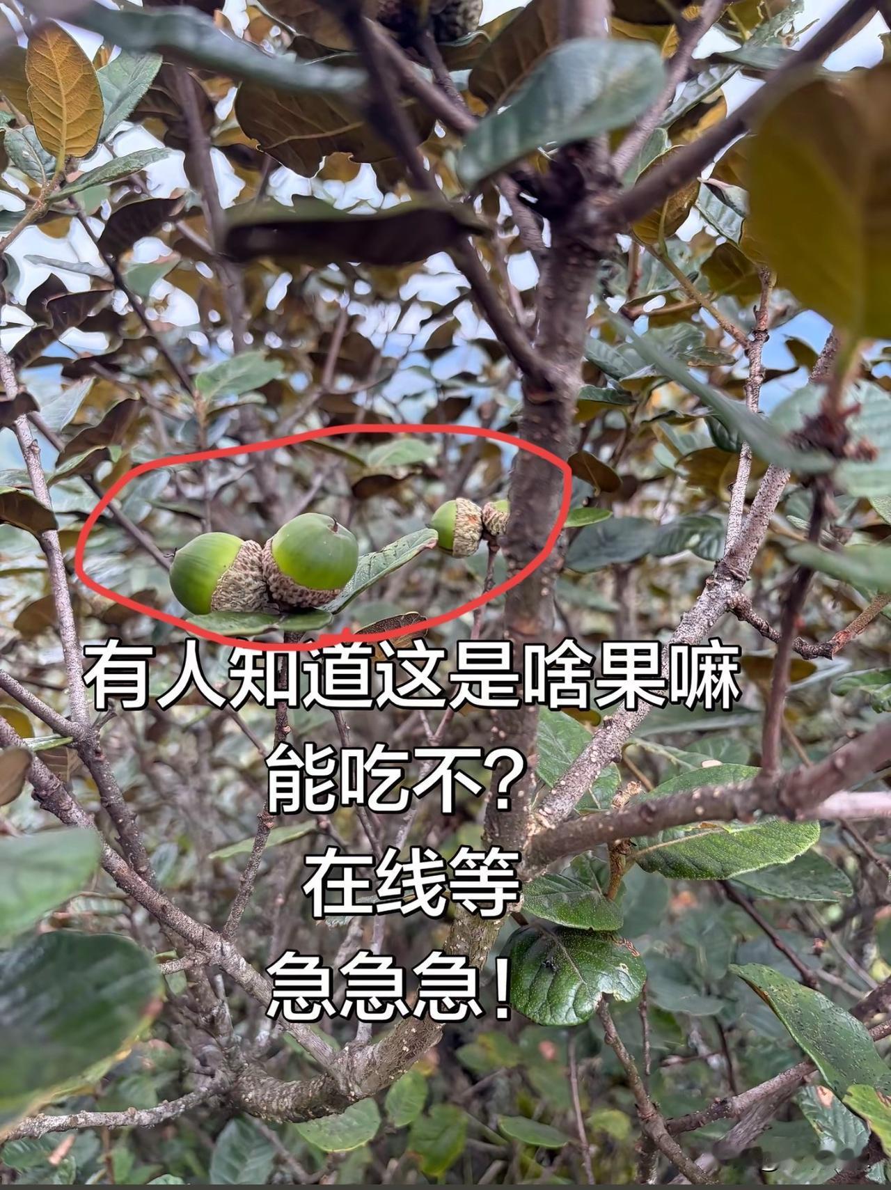 有人知道这是啥果实嘛？