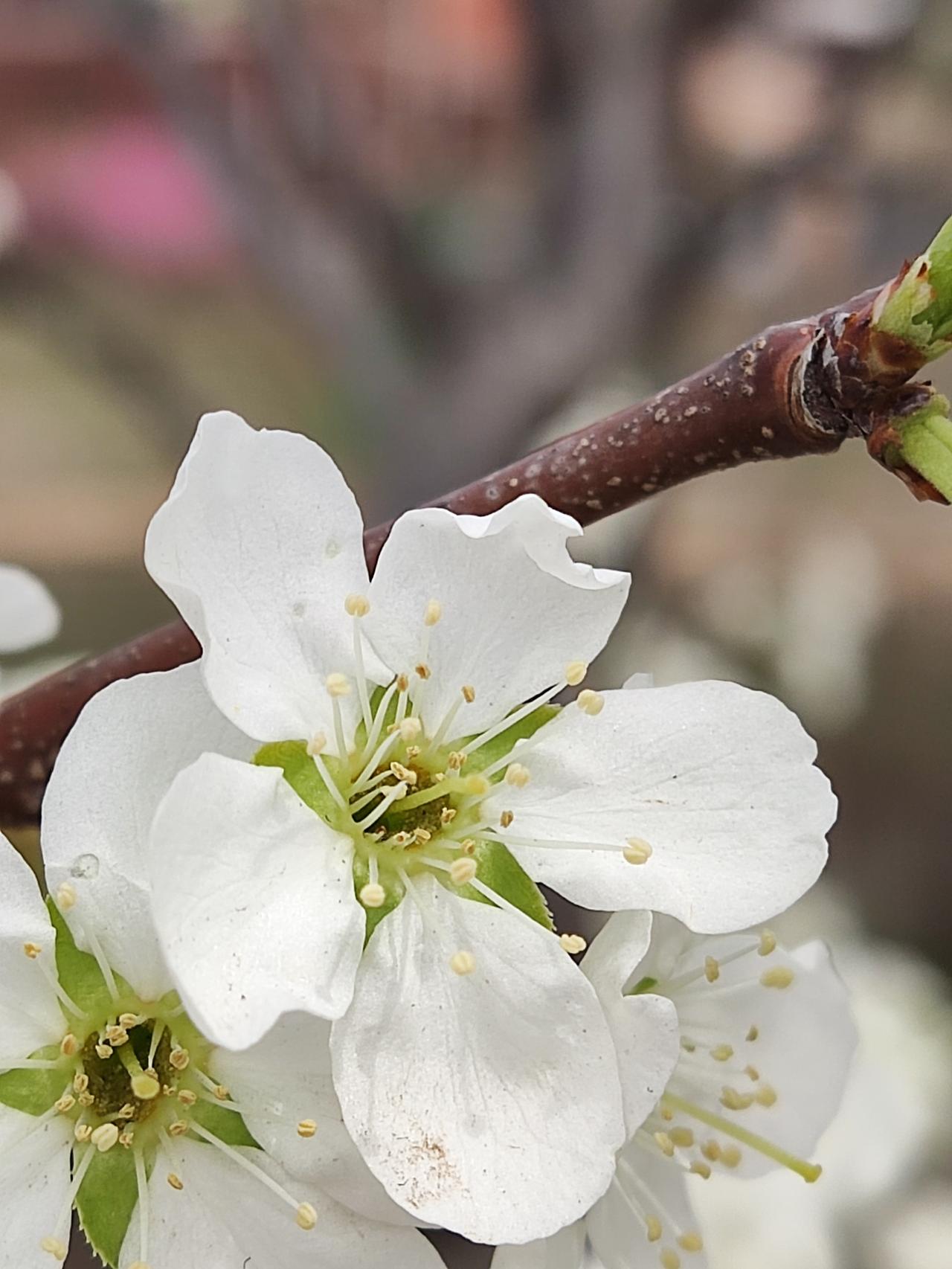 我妹妹在北京的两处房产出售了，她赚到了普通人一辈子打工都挣不到的钞票。她在北京