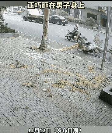 画面中的这个骑车人，真是够倒霉的了，大树杈子掉下来，他正好骑车从树下经过，不偏不
