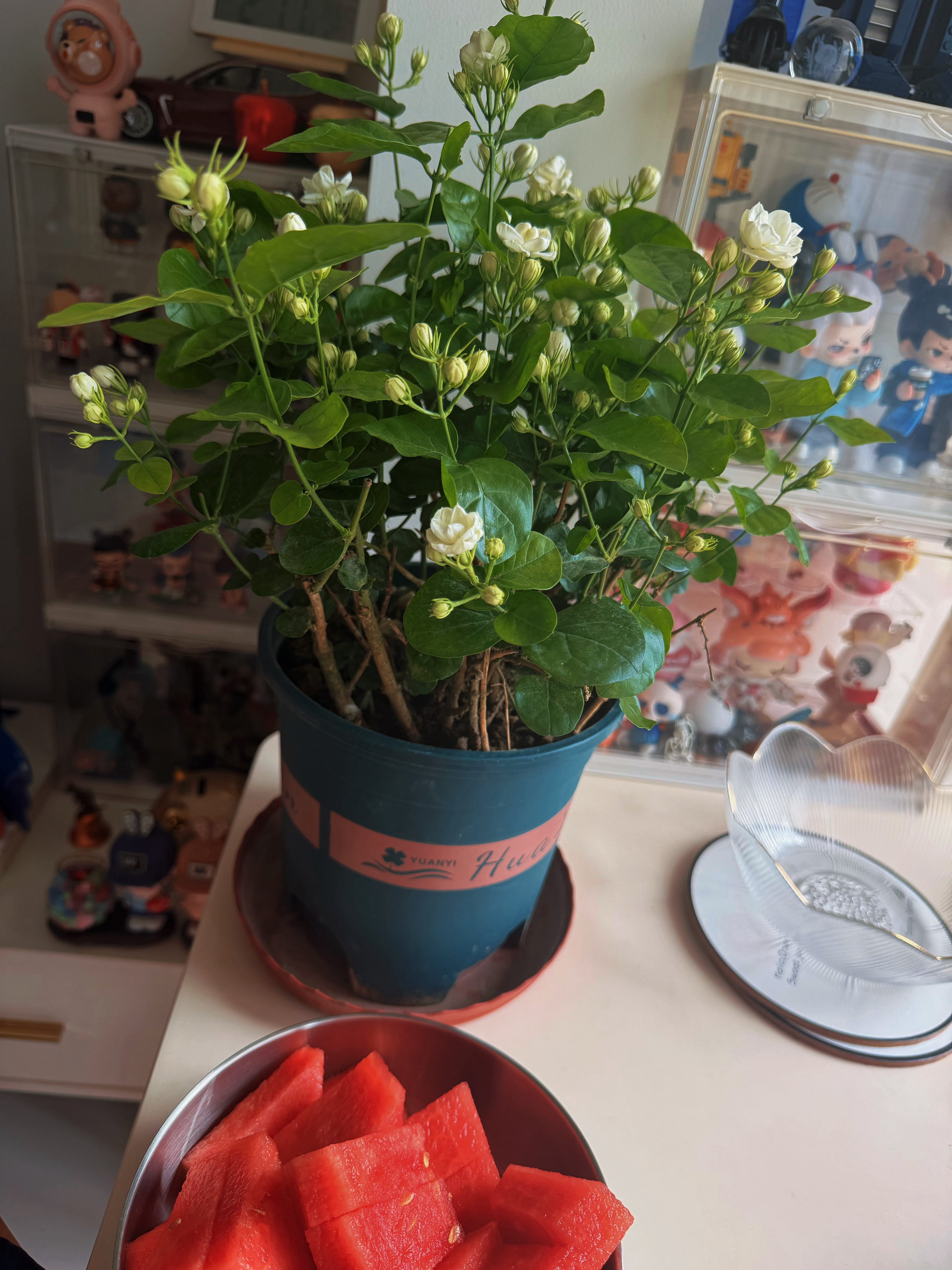 有个开花店的朋友就是好，他去花卉市场进货，投喂一盆茉莉给我
