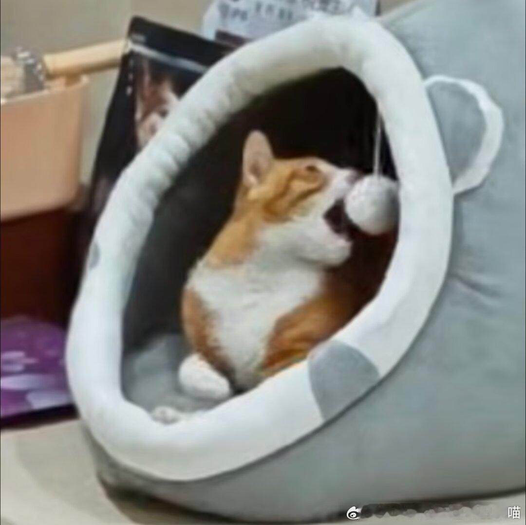 49770【丑猫】朋友家的橘，企图天咪食月，有点像那个狮子吼苹果
