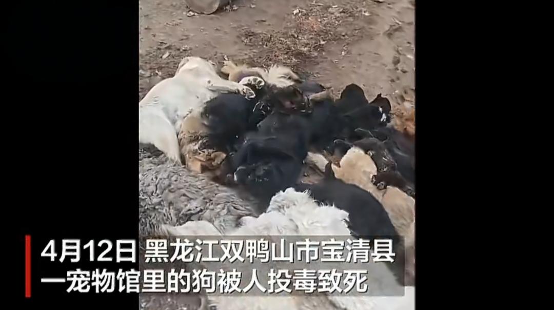 太残忍、太缺德！黑龙江一宠物馆17条狗集体中毒身亡，连7只幼犬都没放过！4
