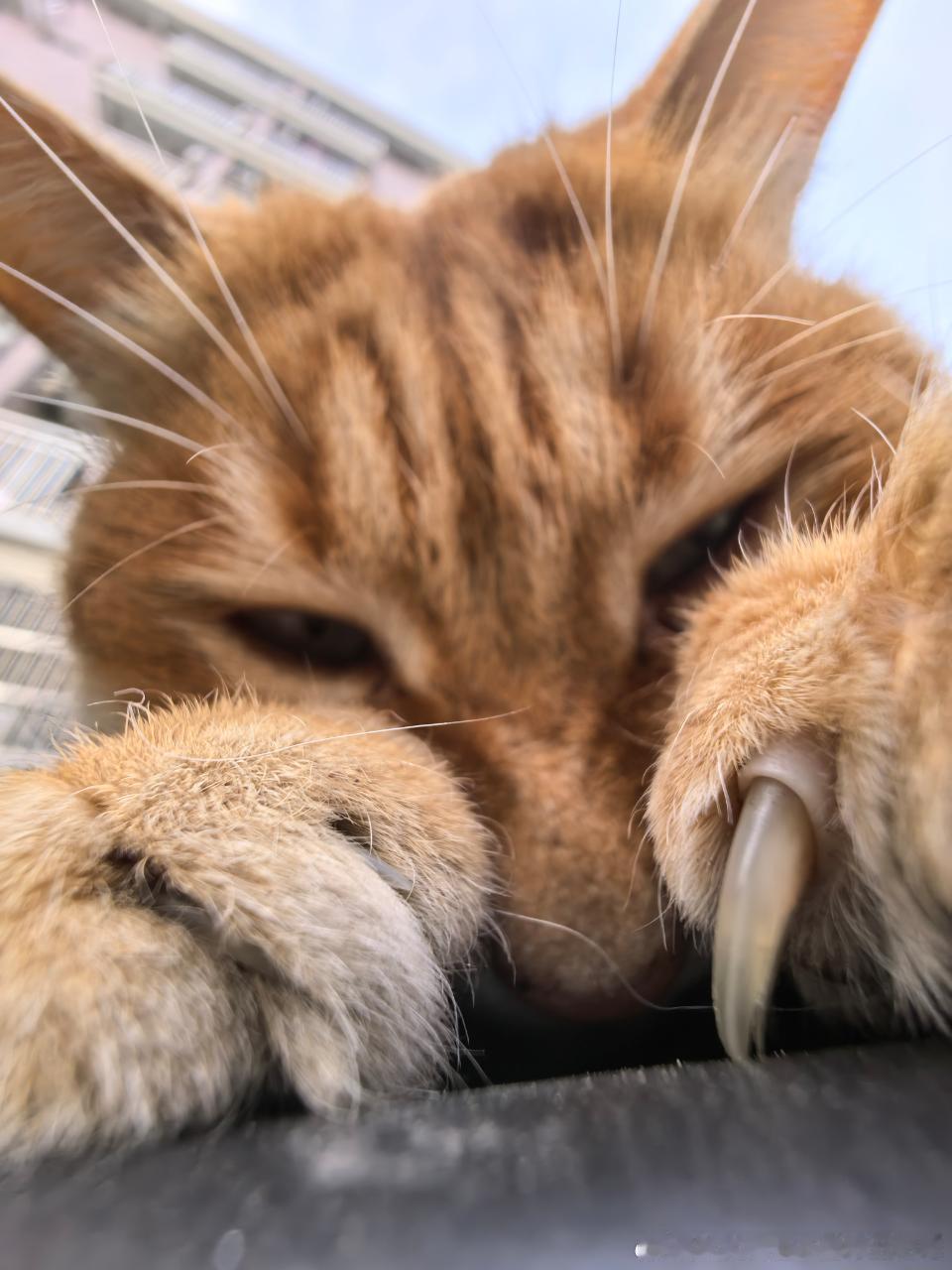 49757【丑猫】臣服于我吧！桀桀桀桀