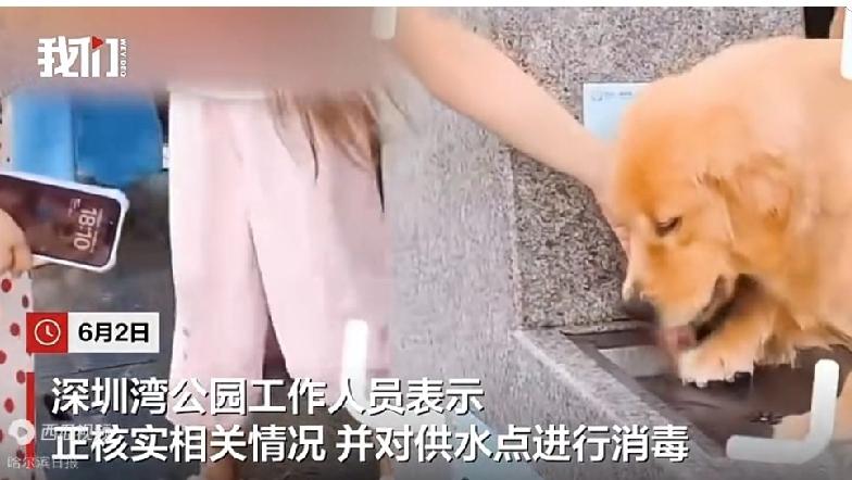 深圳湾公园。女子引导狗趴在市民直饮水供水点喝水。目击者反映后，工作人员回复，会
