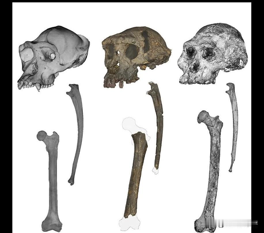 人类直立历史再提前，证实700万年前祖先已能在地面缓行！据多家外媒综合报道