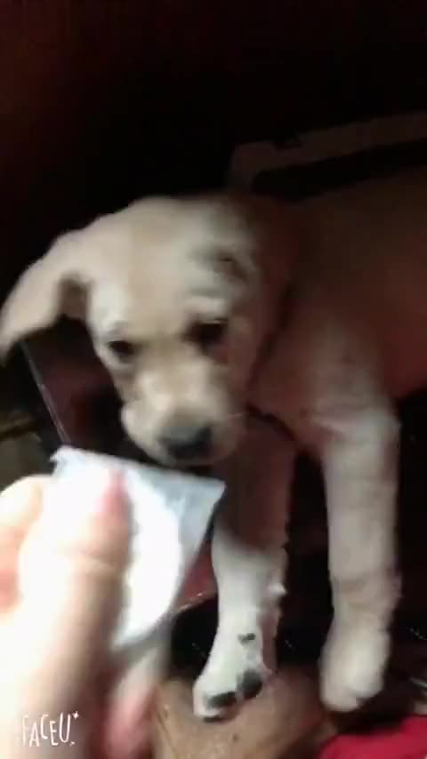 狗为啥会有阴阳眼 10190818956277377844.jpg?id=0