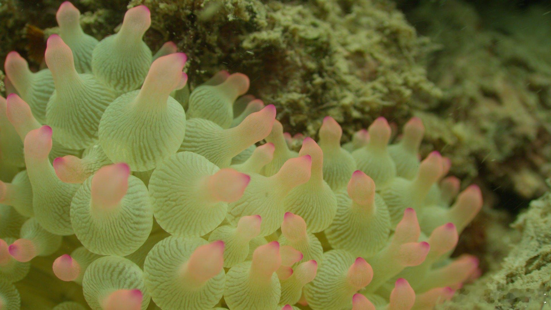 BBC镜头里的野性广东视觉化的生态启示录！当中华水雉在稻田起舞，当黄胸鹀在沿海湿