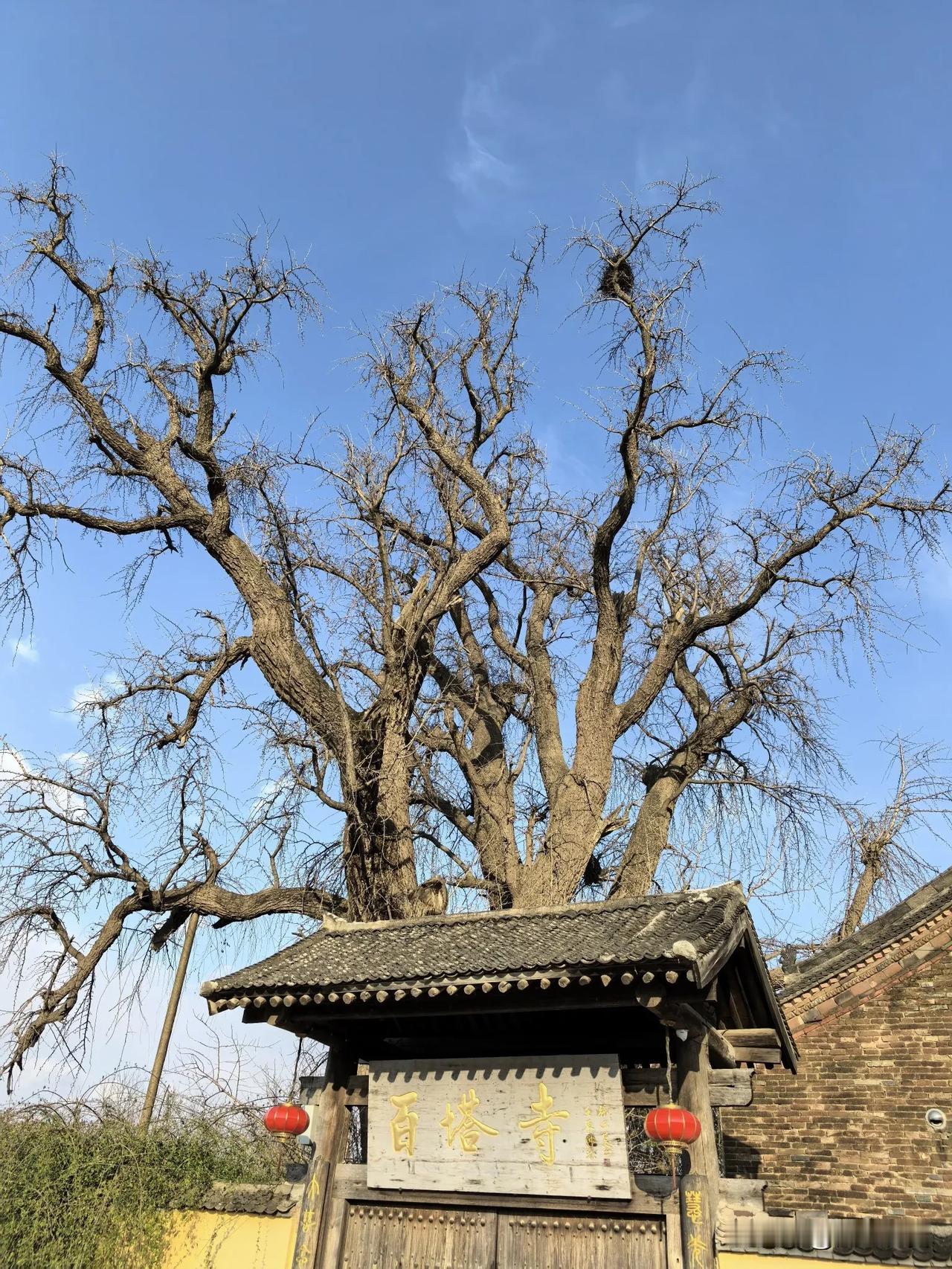 3月16日。宜祭祀祈福沐浴扫舍理发谢神恩习艺拆卸求子训练宠物防