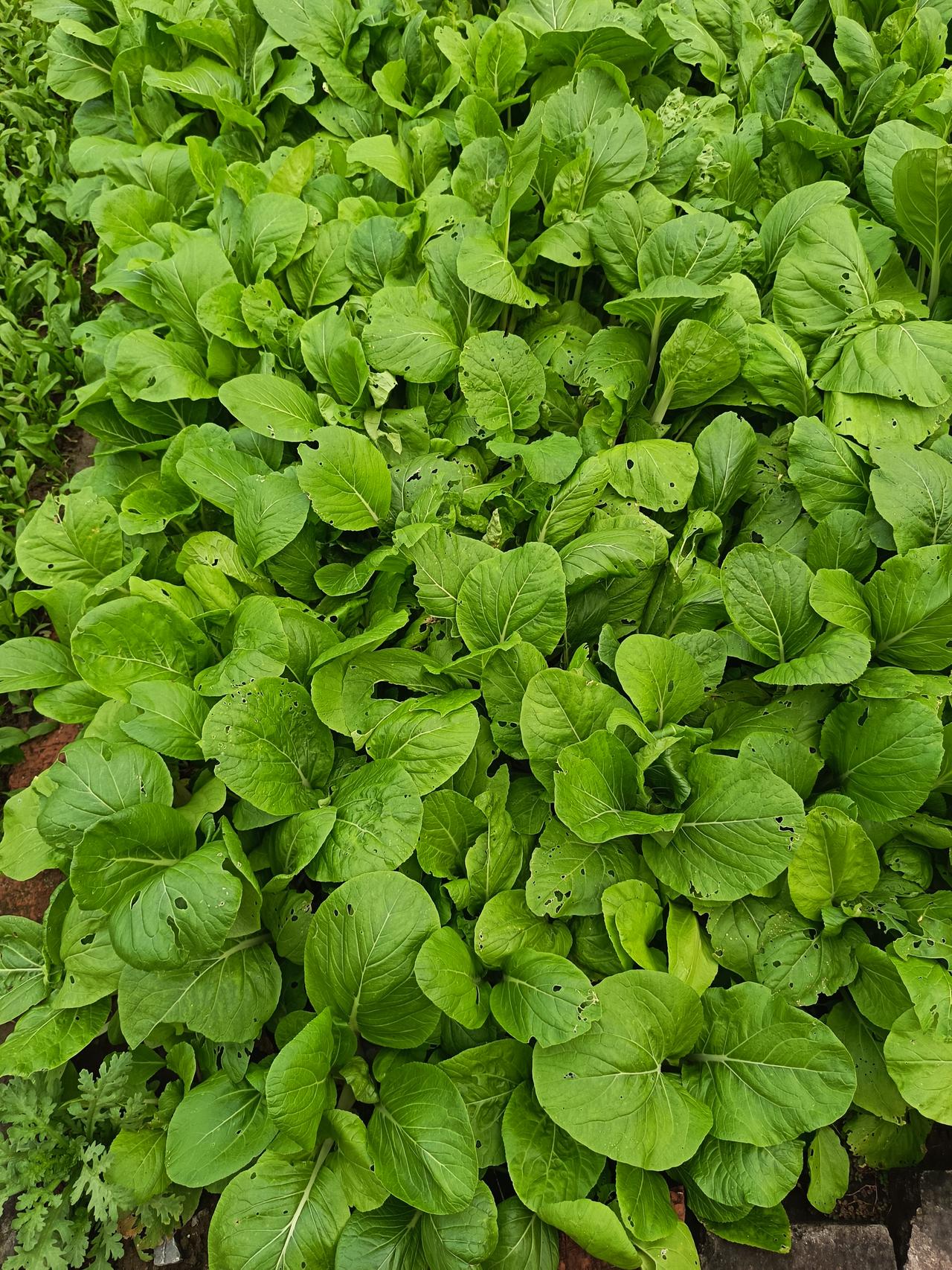 儿子考上清华,母亲没有声张,更没有请客。连儿子的亲舅都没告诉。别人问母亲,她只说