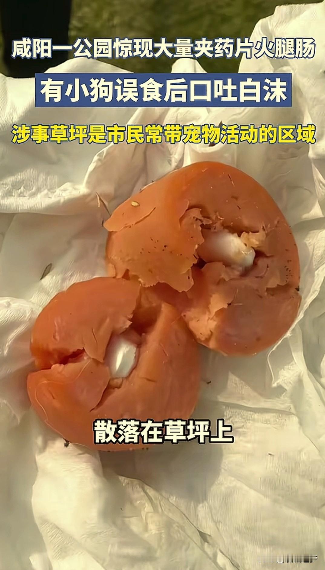 “气到跺脚！”陕西咸阳，一女子在公园遛狗，狗狗捡到一块火腿肠刚吃下去，突然倒地抽