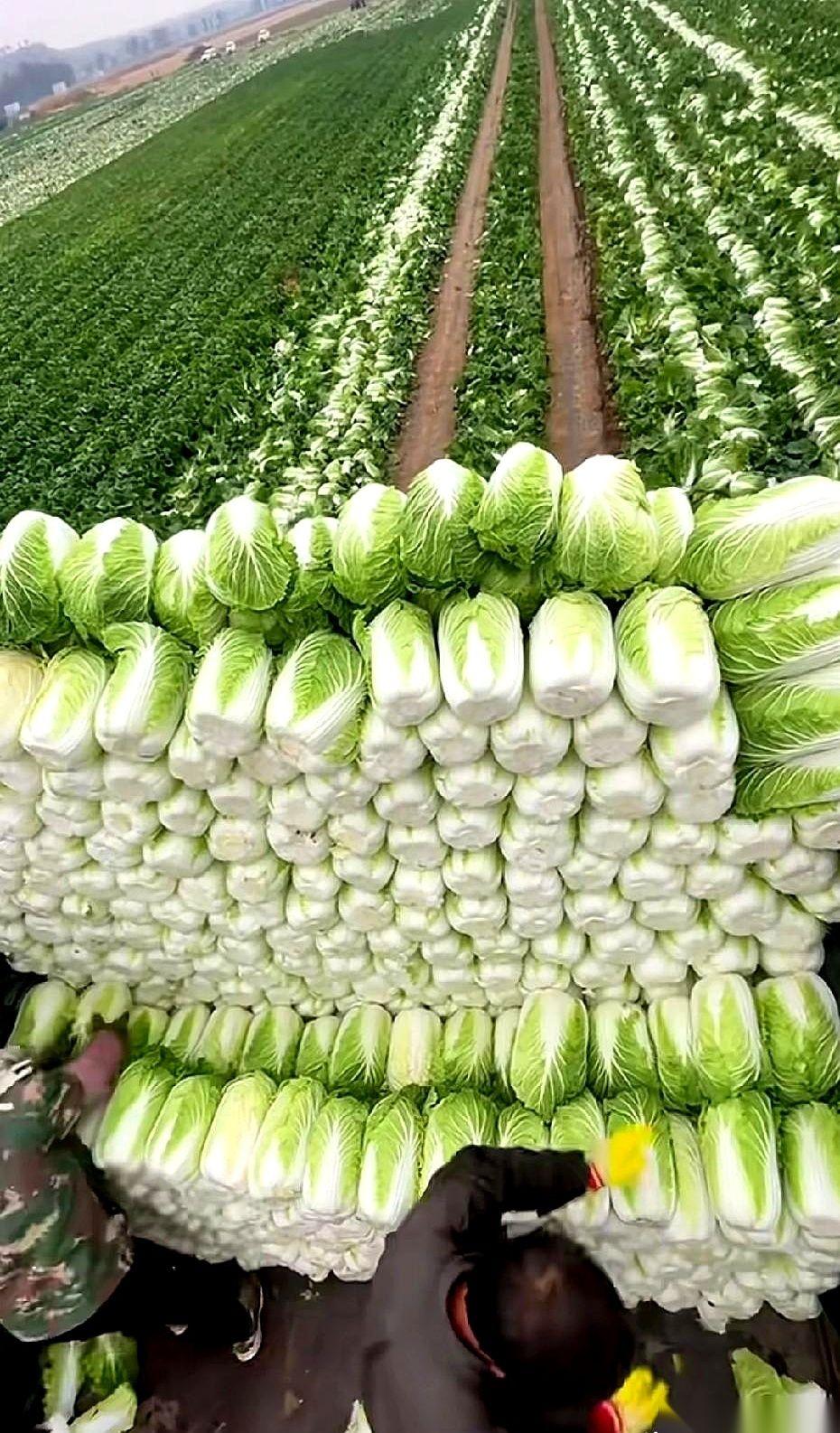 就排我前边那几个人，白菜还一块三一斤呢。轮到我身后那大哥问价，老板头一抬，眼皮