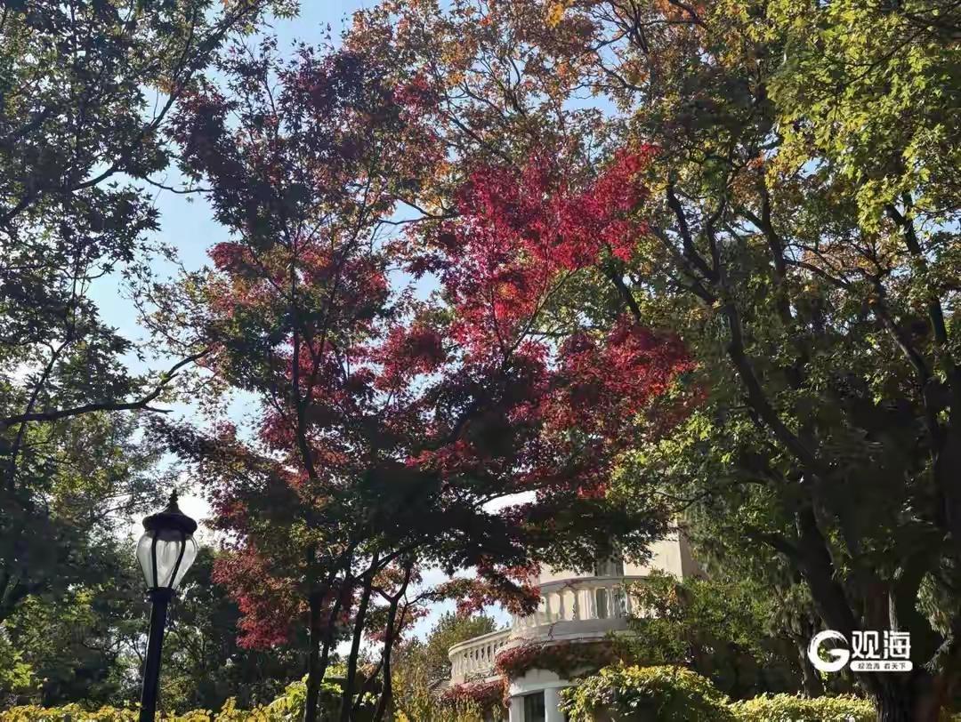 震撼全网的30处秋色秘境大公开！青岛八大关梧桐雨已进入黄金时代，最后一个免费景点