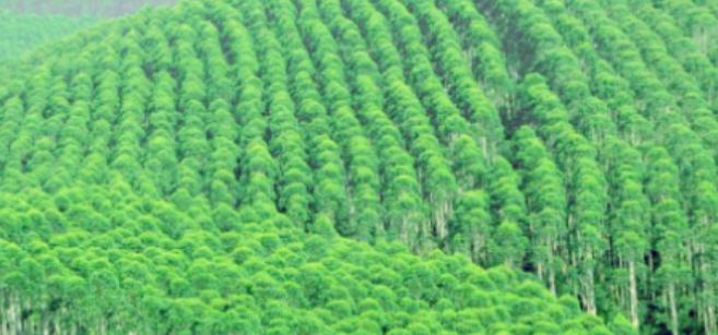 我国提倡植树造林，可为什么我国的大功臣，为全国贡献了31%商品木材的桉树，却被安