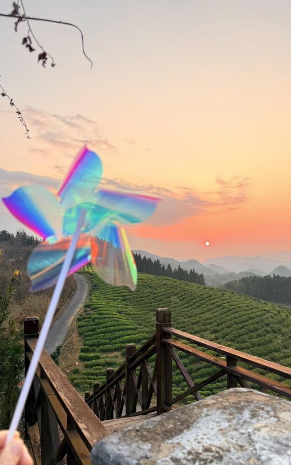 春日踏青｜观山湖神鹊茶场（附攻略）贵州大大小小的茶场我去过不少，但这片茶园真是