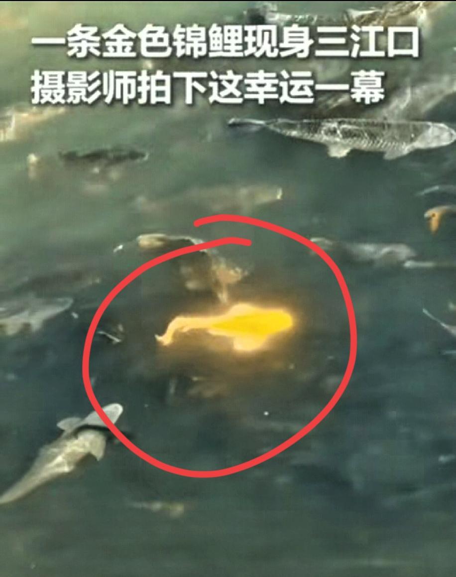 宜宾三江口的金锦鲤上了人民日报!别光说“接好运”,这背后藏着比好运更实在的东西!