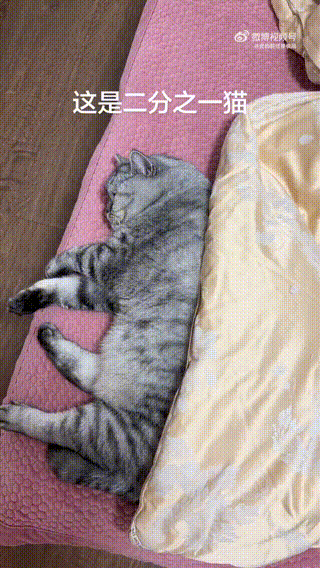 头一回用半扇来形容一只猫！